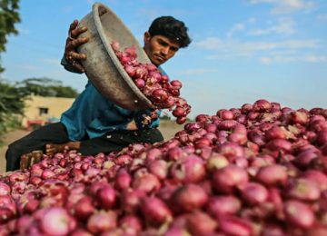 Onion price falls in Maharashtra