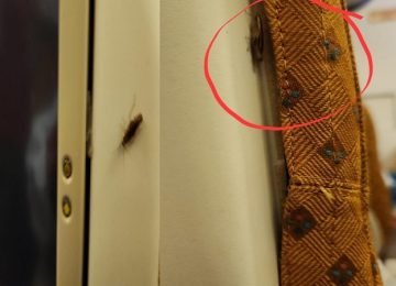 Cockroaches on Air India plane