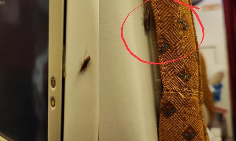 Cockroaches on Air India plane