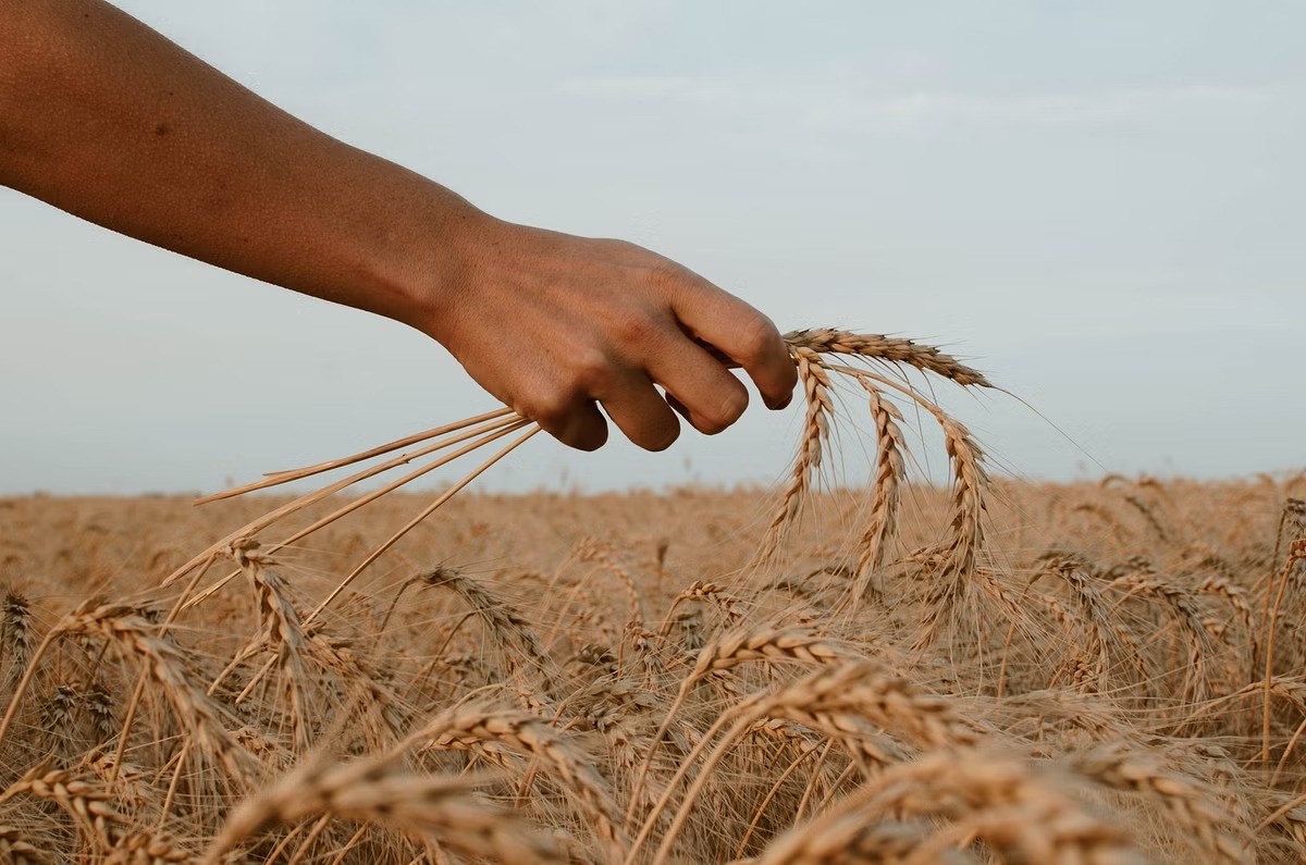 Grain production India