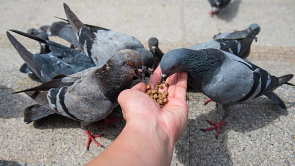 Pune Municipal Corporation Cracks Down on Pigeon Feeding