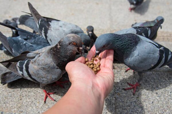 Pune Municipal Corporation Cracks Down on Pigeon Feeding