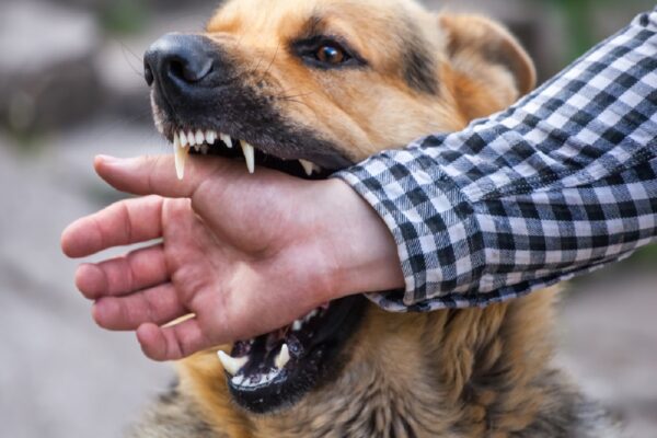 Rabid Dog Attack in Alandi