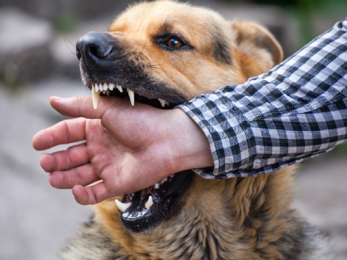 Rabid Dog Attack in Alandi